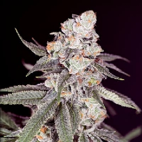 Gary Payton > Sacred Terps